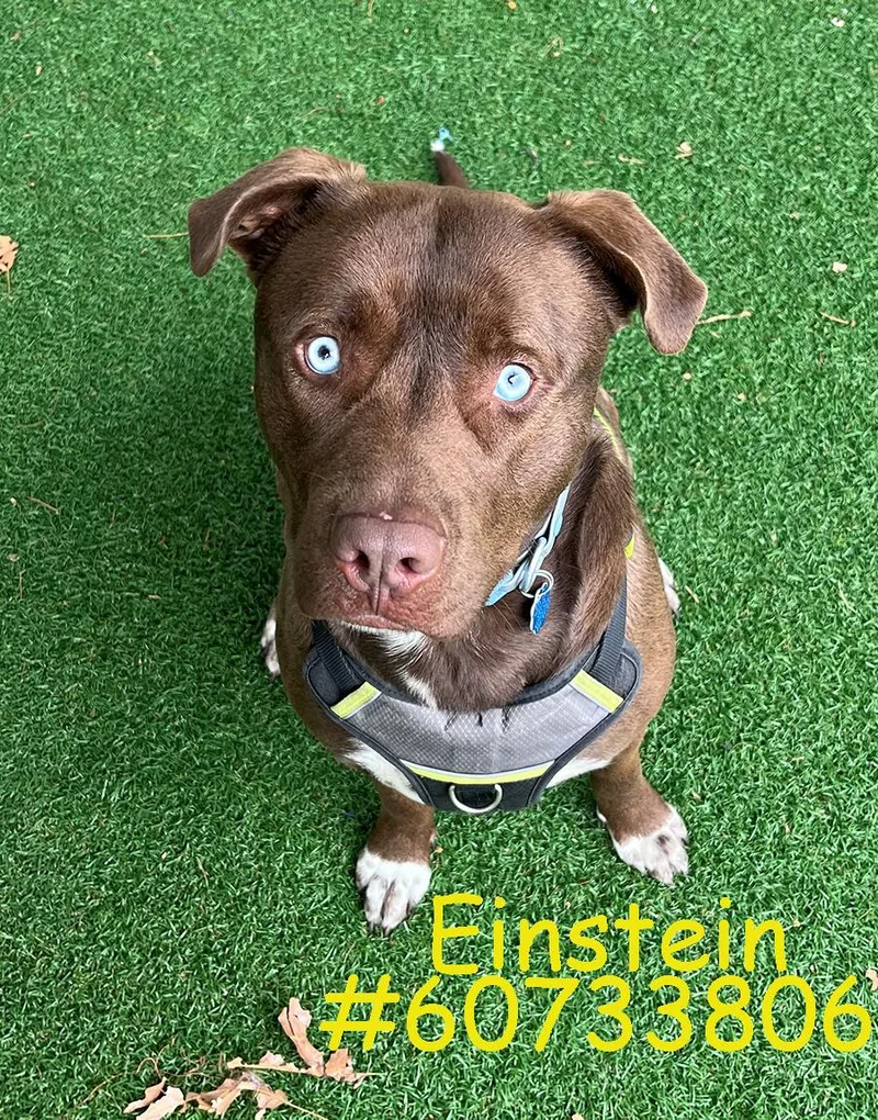A young large-sized male Brown / Chocolate Akita dog named Einstein for adoption in Wilkes Barre, PA