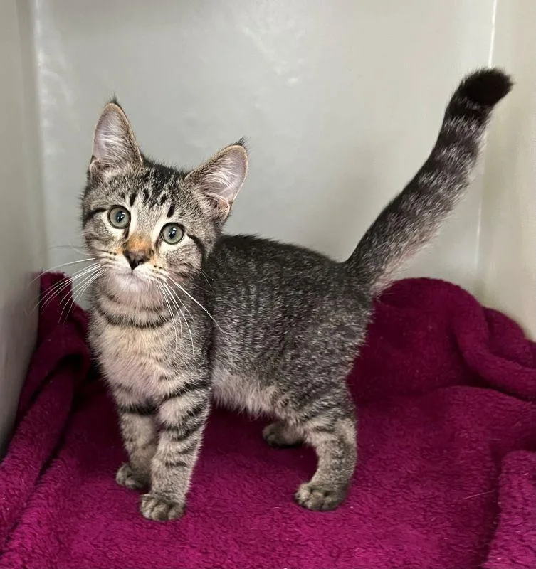 A baby medium-sized male Domestic Short Hair cat named Arthur for adoption in Genoa, IL