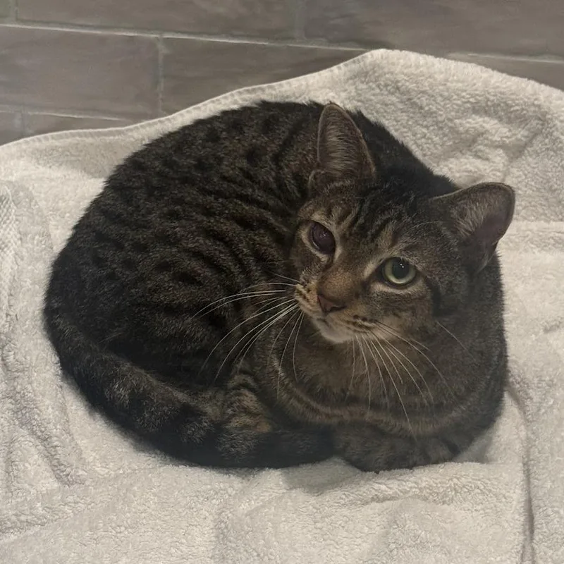 A young small-sized male Gray / Blue / Silver Domestic Short Hair cat named Oden for adoption in Brooklyn, NY