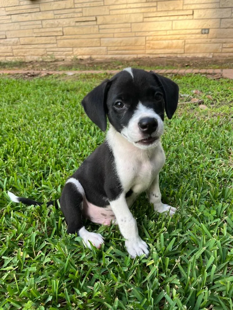 A baby medium-sized male Affenpinscher dog named Mustang for adoption in Nacogdoches, TX