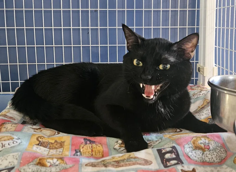 An adult medium-sized male Domestic Short Hair cat named Meowcaroni for adoption in Claremont, NH