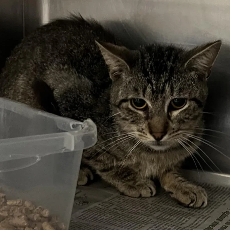 A young medium-sized male Gray / Blue / Silver Domestic Short Hair cat named Hat Man for adoption in Austin, TX