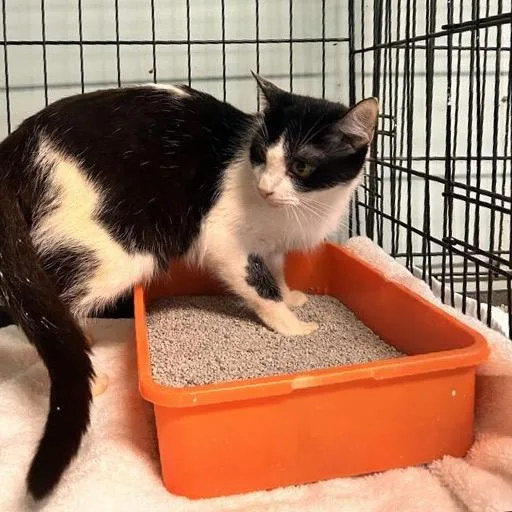 A young medium-sized female Black Domestic Short Hair cat named Cardinal for adoption in Freeport, FL