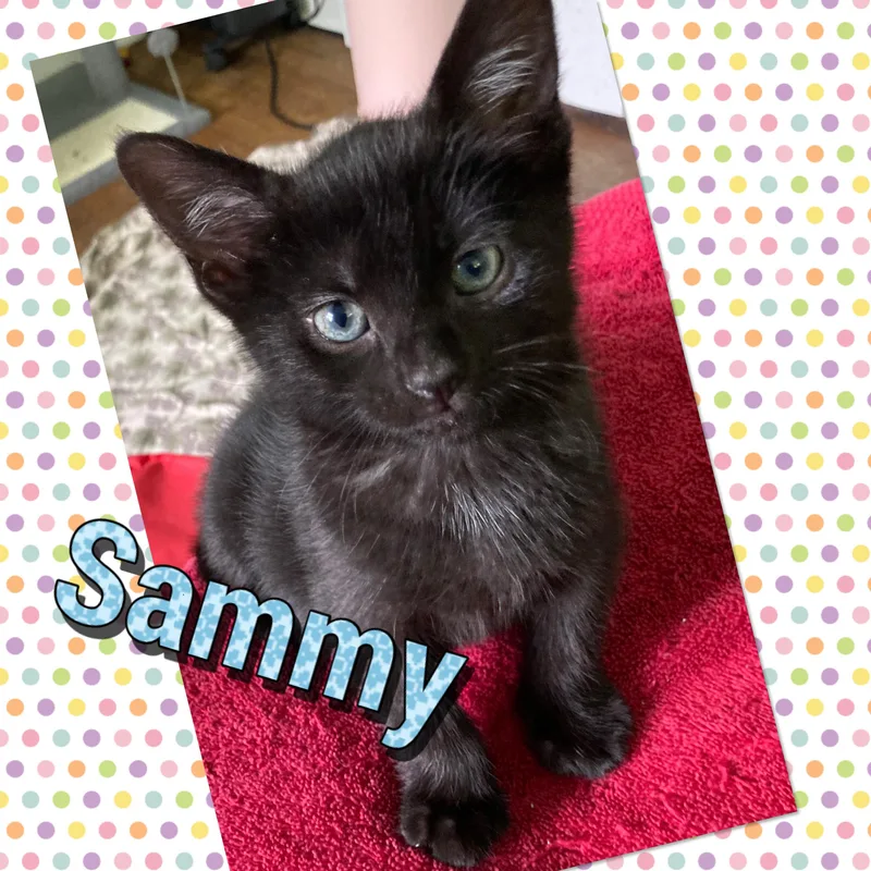 A baby small-sized male Black Domestic Short Hair cat named Sammy for adoption in Elyria, OH