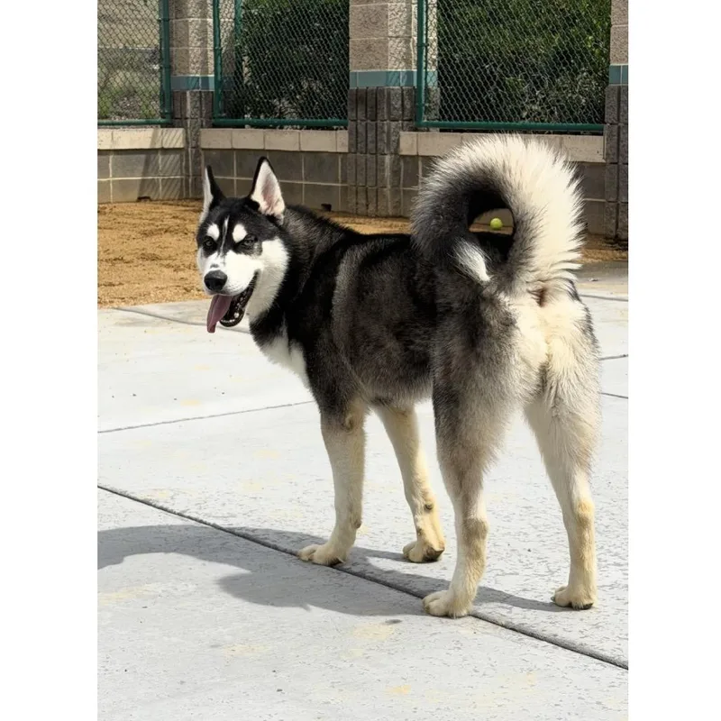 An adult medium-sized male Black Husky dog named Kip ECAS for adoption in Pleasanton, CA