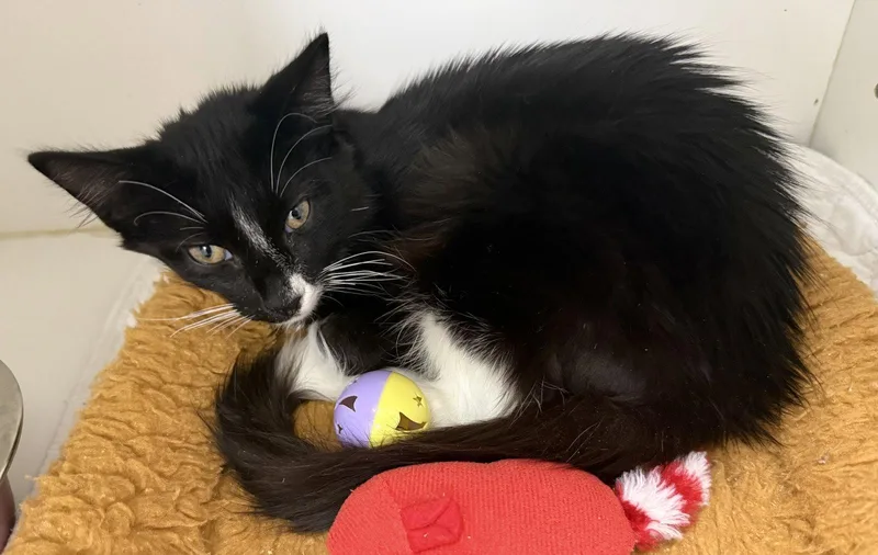 A young medium-sized male Black & White / Tuxedo Domestic Short Hair cat named Safety Scissors for adoption in Satellite Beach, FL