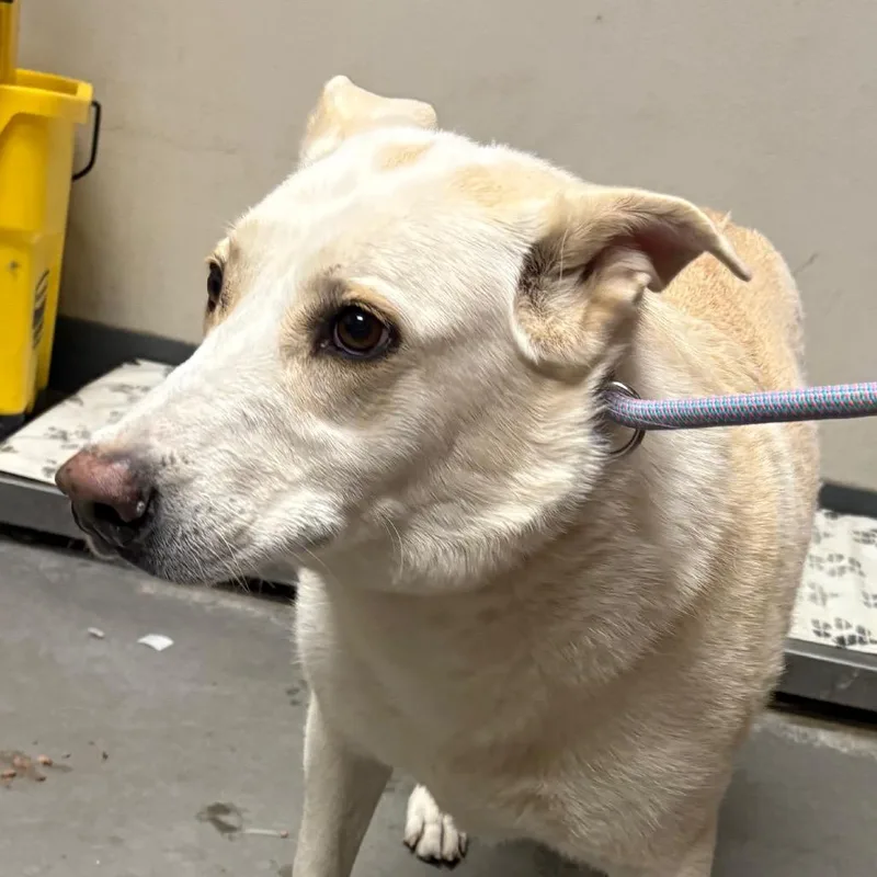 A senior large-sized female White / Cream Labrador Retriever dog named Scarlett for adoption in Yuma, AZ