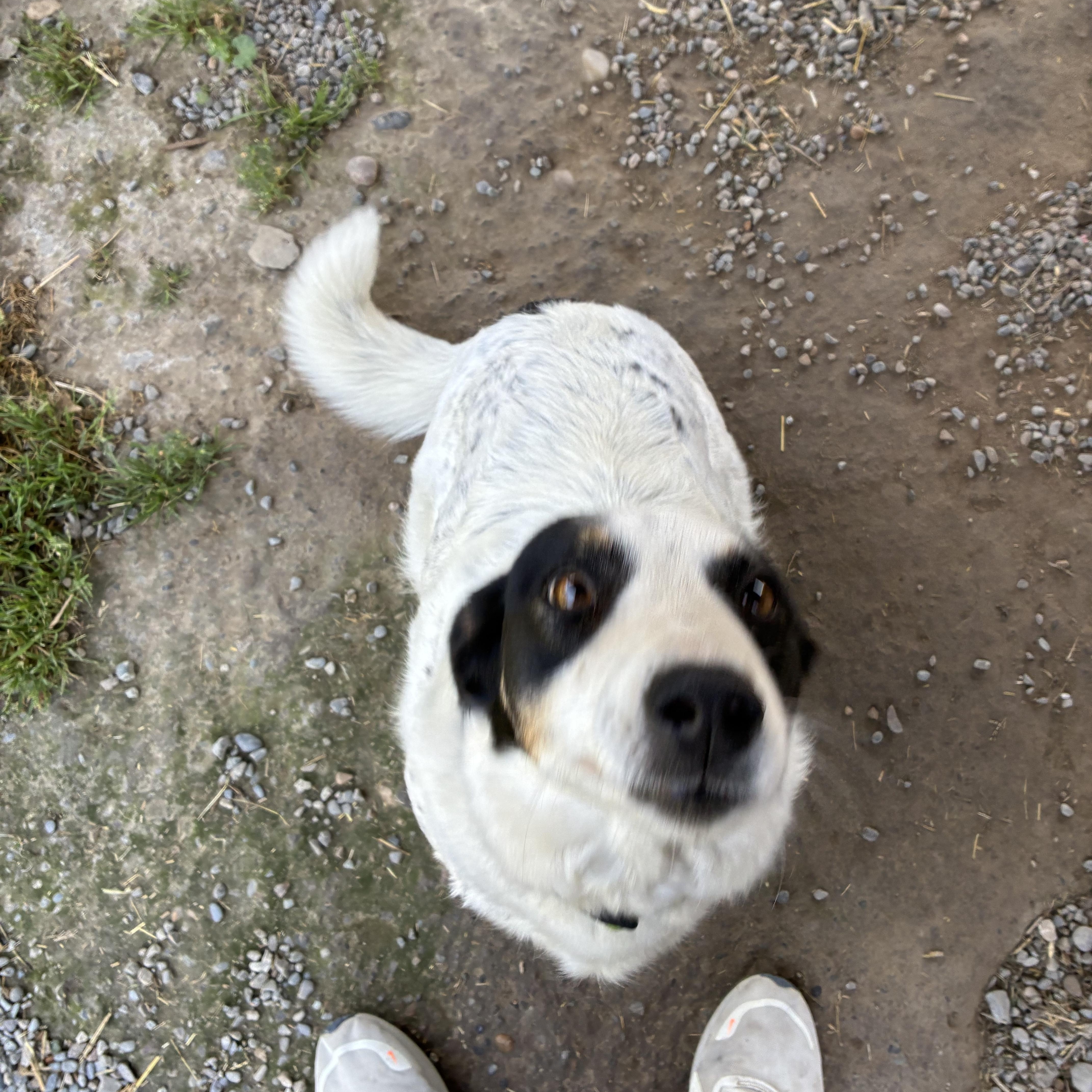 An adult medium-sized female Tricolor (Brown, Black, & White) Mixed Breed dog named Bailee for adoption in Bonners Ferry, ID