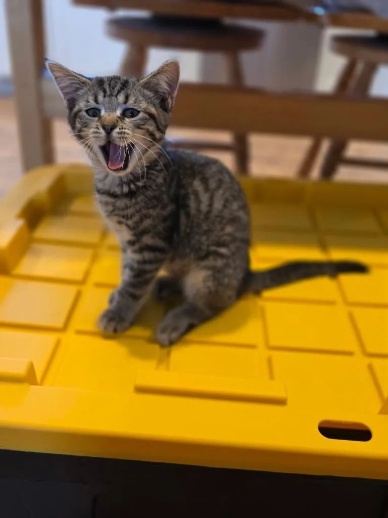 A baby small-sized female Domestic Short Hair cat named Frito for adoption in Gorham, ME