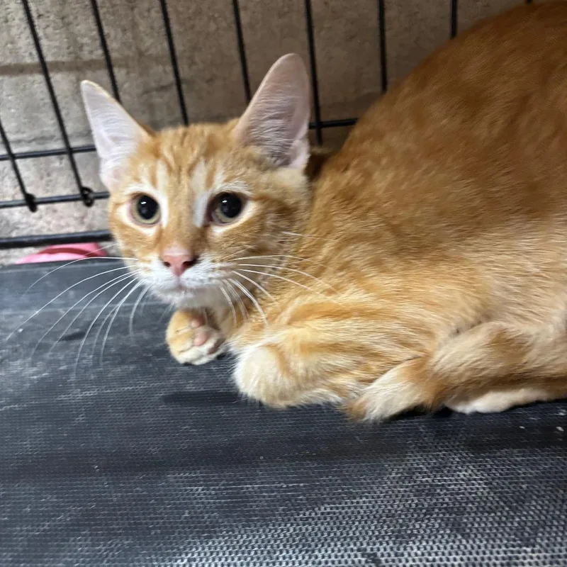 A baby small-sized male Orange / Red Domestic Short Hair cat named Santiago for adoption in Jasper, IN