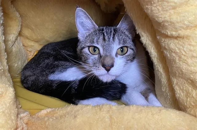 A young medium-sized female Domestic Short Hair cat named Baby for adoption in Fort Lauderdale, FL