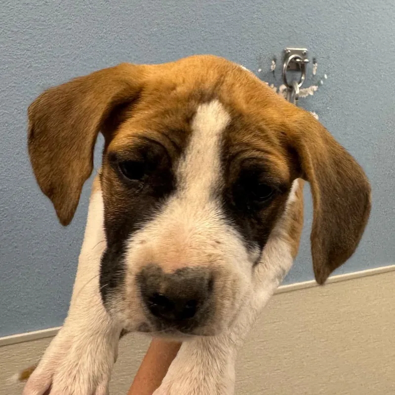A baby small-sized male Mixed Breed dog named Waylon for adoption in Las Cruces, NM