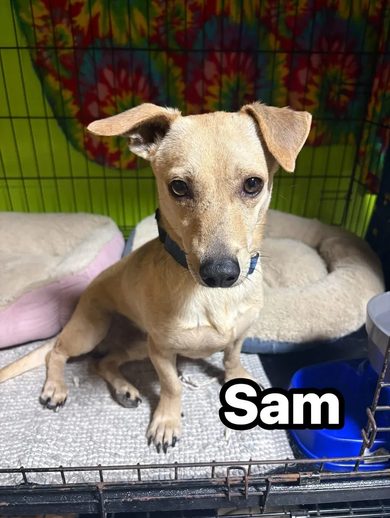 An adult small-sized male Mixed Breed dog named Tim & Sam for adoption in Fajardo, PR