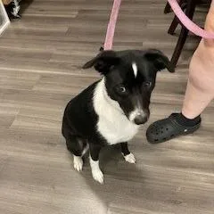 A young medium-sized female Border Collie dog named Cream Cheese Frosting for adoption in York, PA