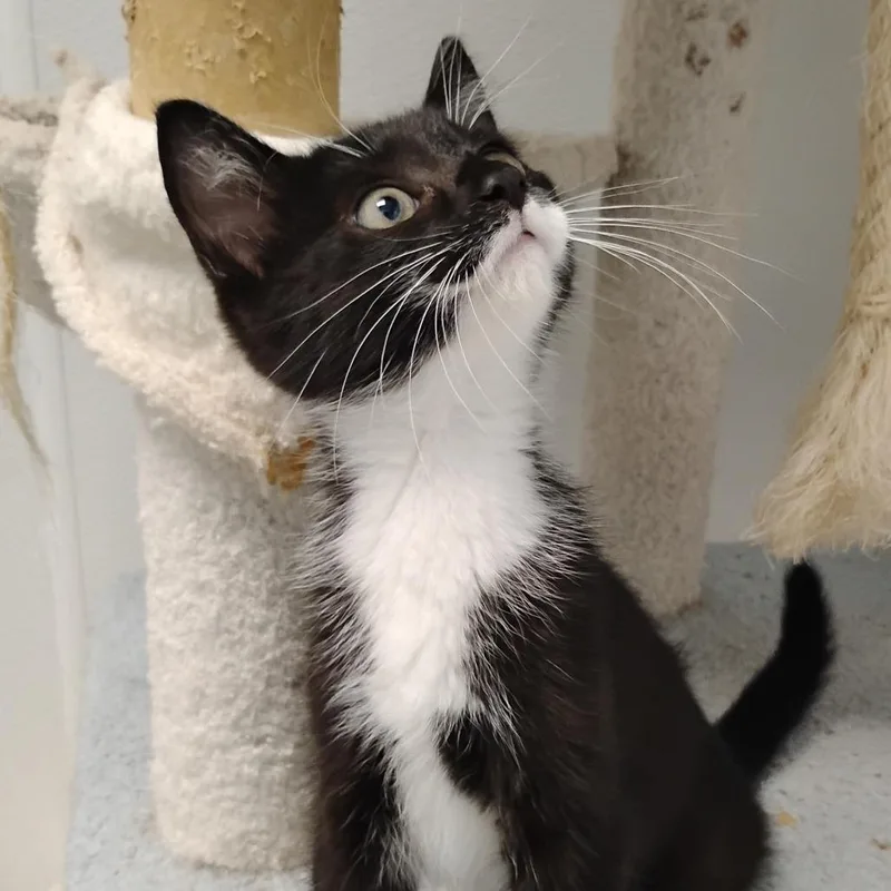 A baby small-sized male Black Domestic Short Hair cat named Wallace Bowden for adoption in Winchester, TN