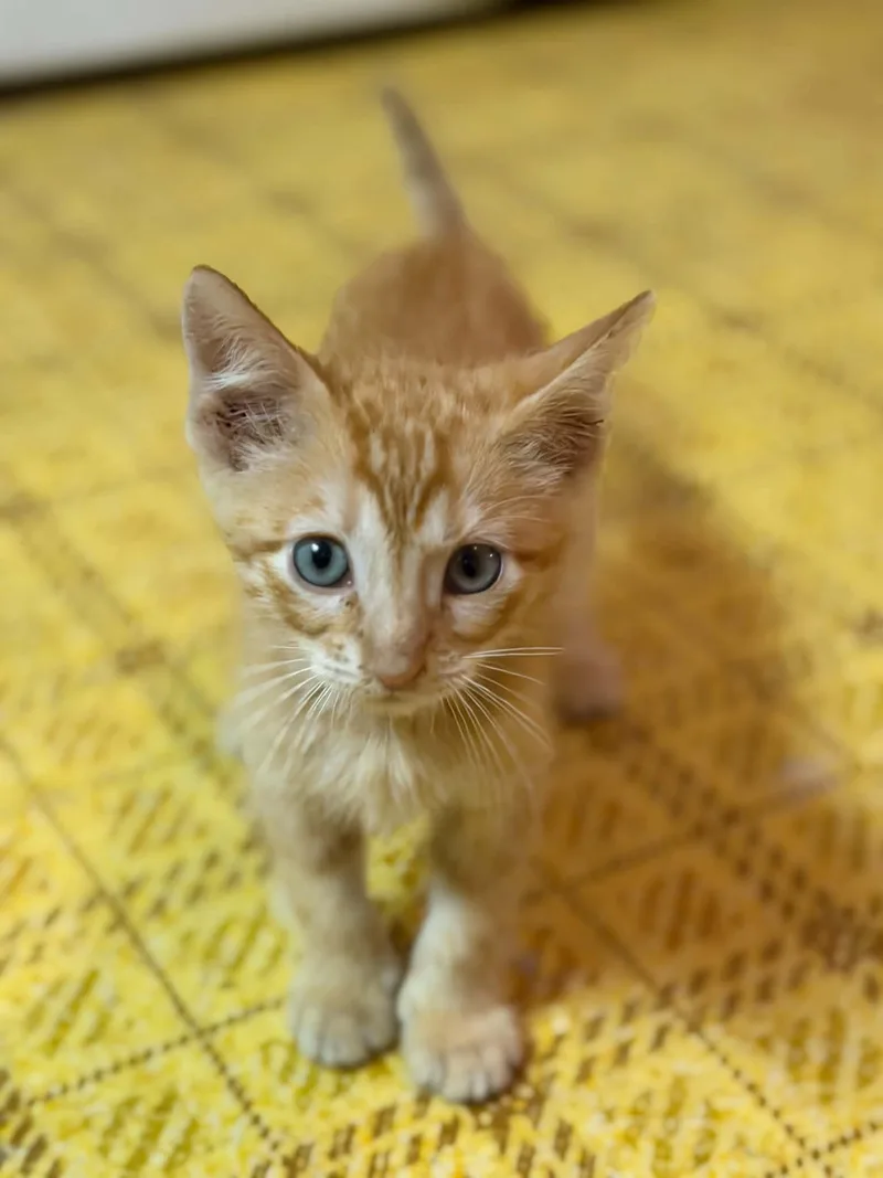 A baby small-sized male Orange & White Domestic Short Hair cat named Cheeto for adoption in Dysart, IA