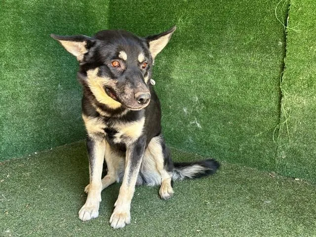 A young medium-sized male Siberian Husky dog named Billy for adoption in Lancaster, CA