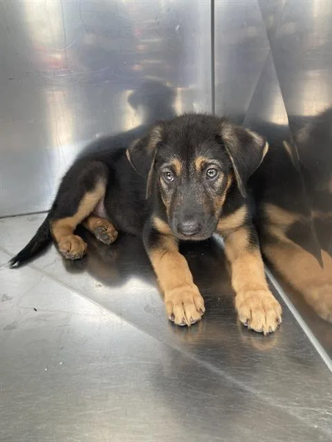 A baby large-sized male Mixed Breed dog named Bear for adoption in Dallas, TX