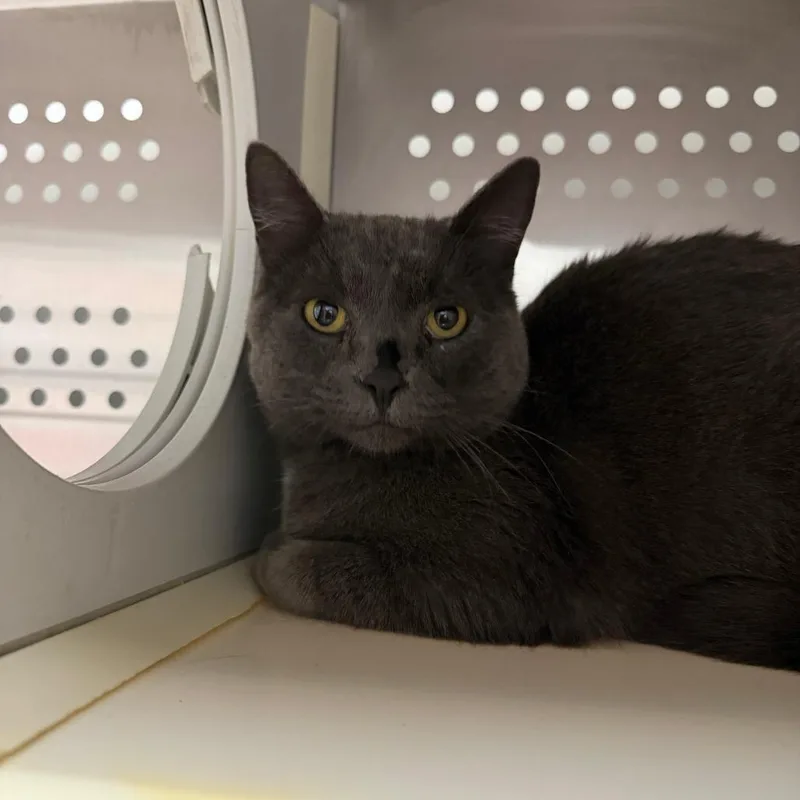 An adult small-sized female Gray / Blue / Silver Domestic Short Hair cat named Daisy for adoption in Taos, NM