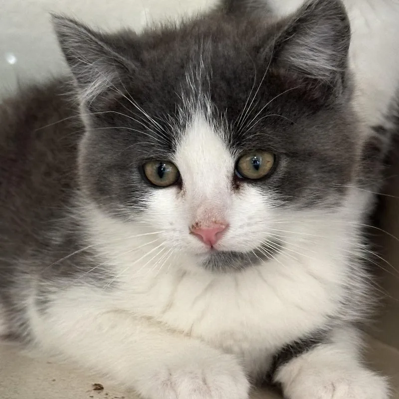 A baby small-sized male Gray / Blue / Silver Domestic Medium Hair cat named Eagle for adoption in Durango, CO
