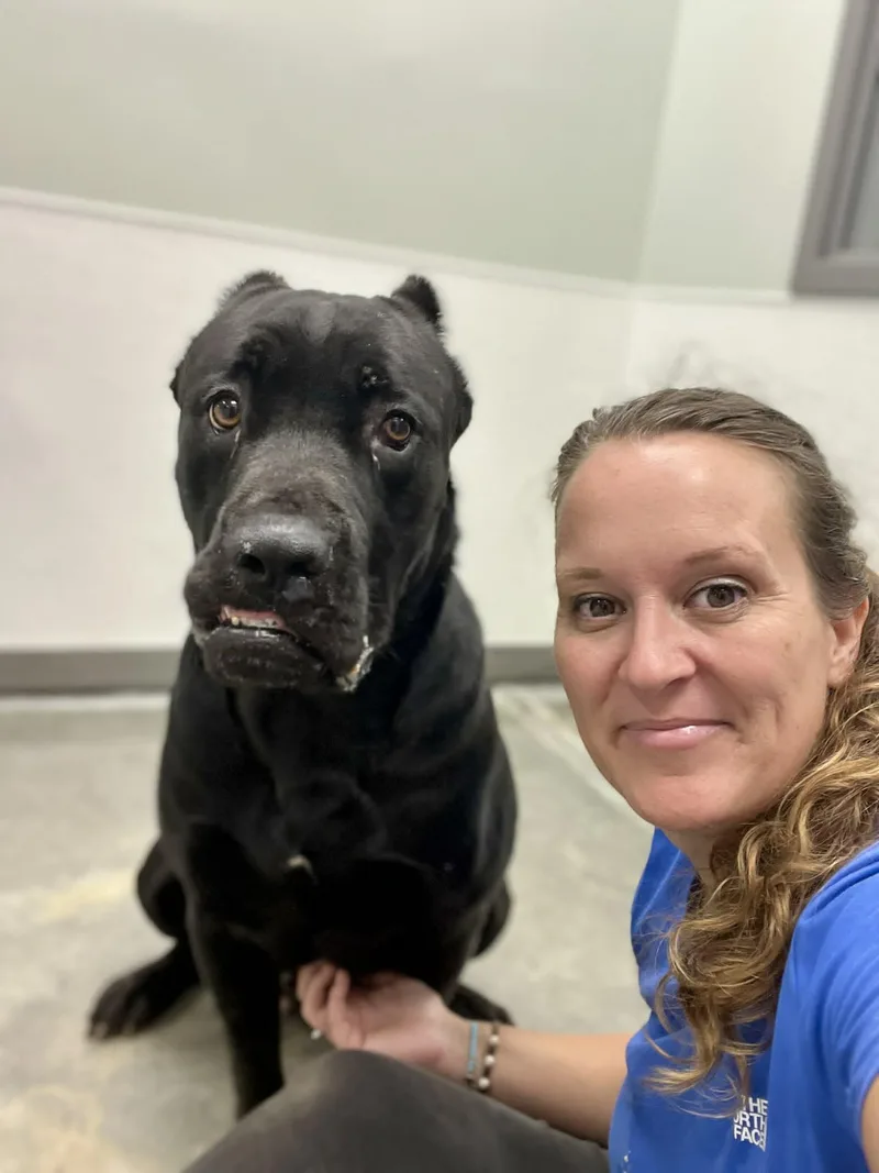 An adult extra large-sized female Black Cane Corso dog named Adios for adoption in Gulfport, MS