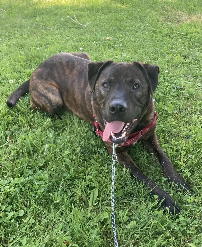 An adult large-sized male Brindle Mixed Breed dog named Brick for adoption in Ithaca, NY