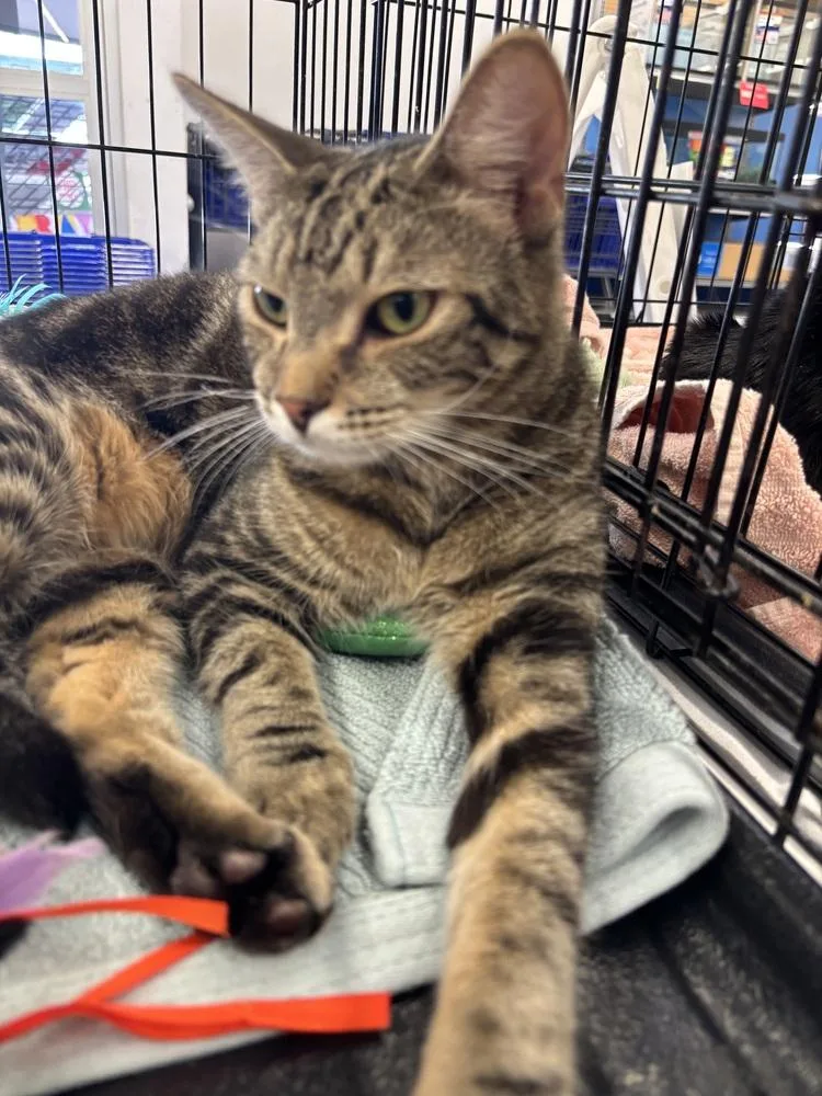 An adult medium-sized male Brown / Chocolate Domestic Short Hair cat named Hewey for adoption in Deltona, FL