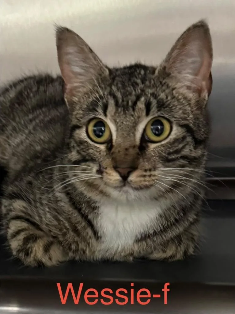 Wessie