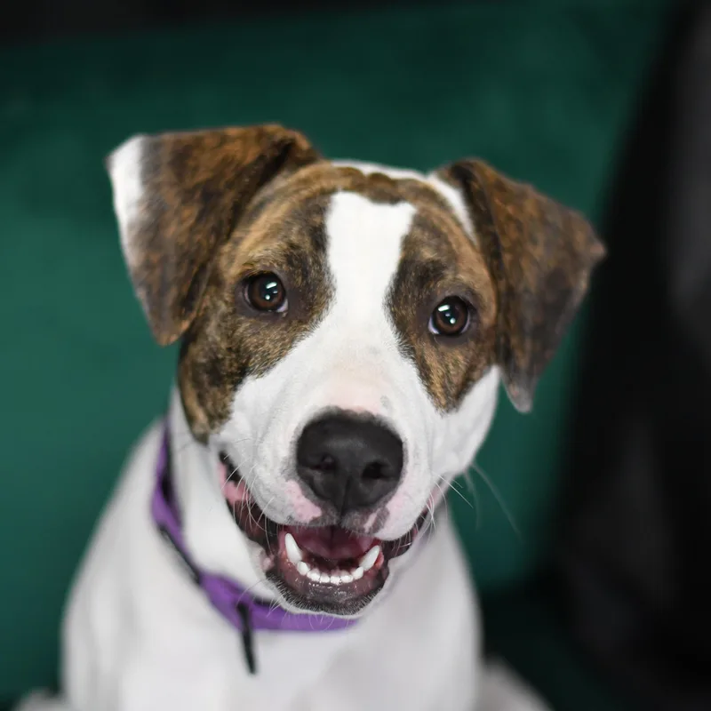 A young medium-sized female Mixed Breed dog named LuLu for adoption in Defuniak Springs, FL