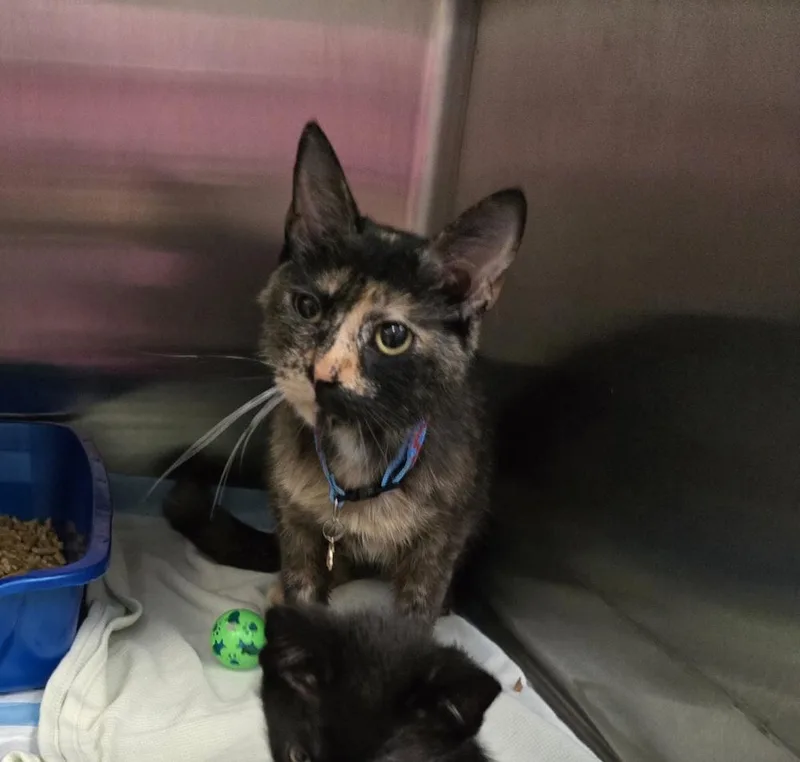 An adult small-sized female Domestic Short Hair cat named Mattress for adoption in Evansville, IN