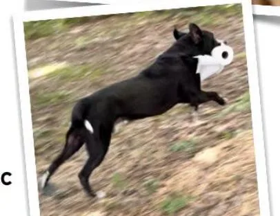 A young medium-sized male Black Labrador Retriever dog named Wolfgang for adoption in Indian Mound, TN