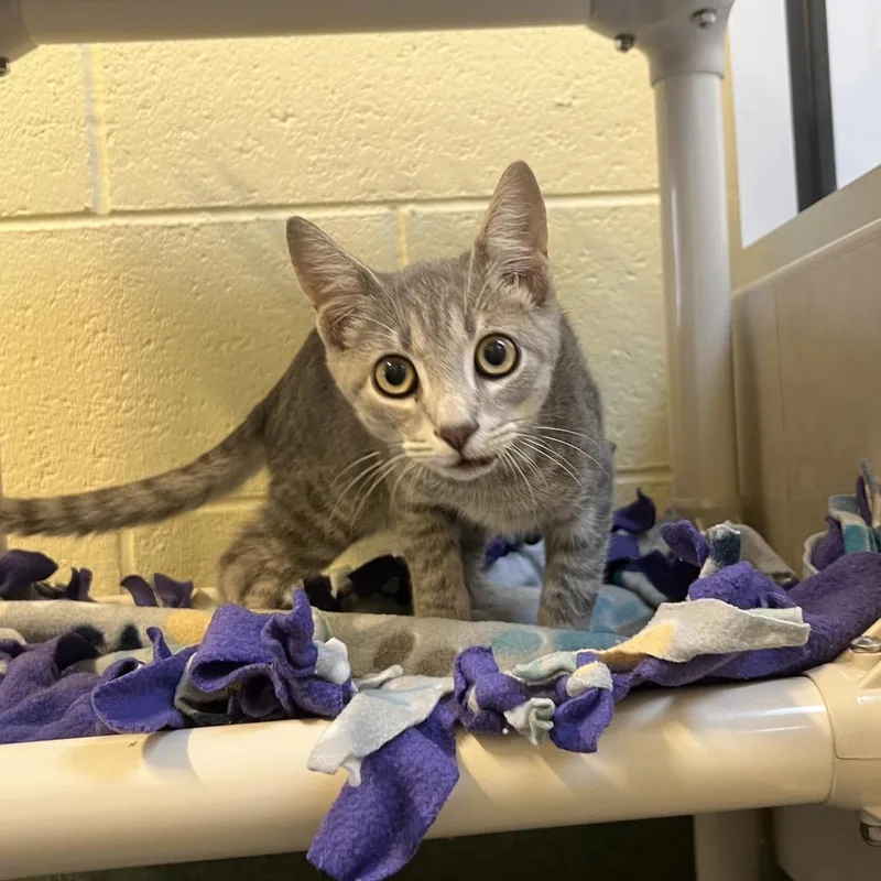 A baby small-sized male Gray / Blue / Silver Domestic Short Hair cat named Neville for adoption in Naples, FL