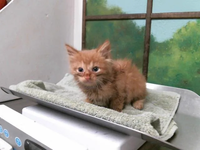 A baby small-sized male Domestic Short Hair cat named Firecracker for adoption in Houston, TX