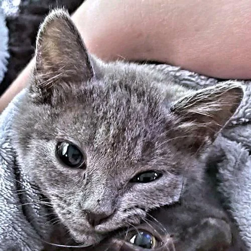 Squish