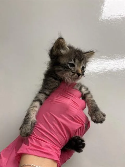 A baby small-sized female Domestic Short Hair cat named Marie for adoption in Ontario, CA