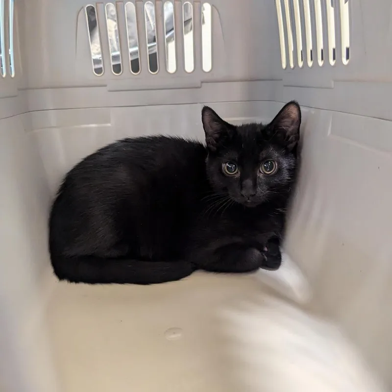 A baby small-sized female Domestic Short Hair cat named Sriracha for adoption in Charlottesville, VA