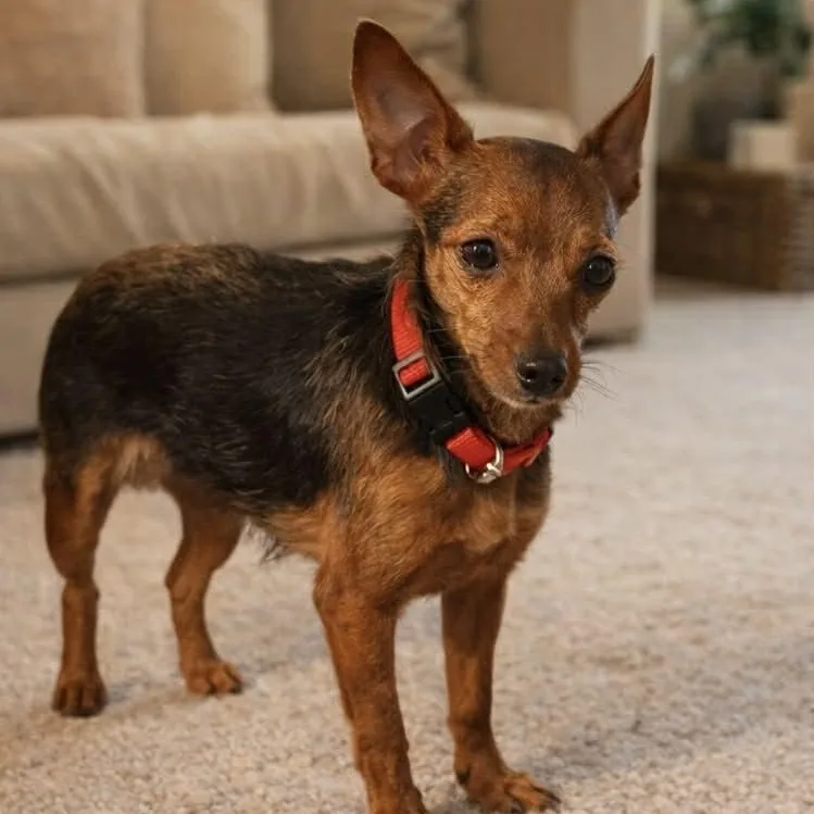 A senior small-sized female Black Italian Greyhound dog named Asha for adoption in Evansville, WI