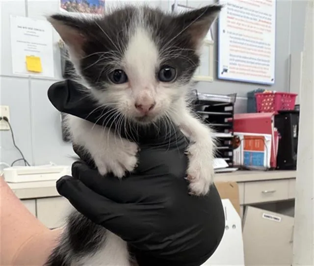 A baby medium-sized male Domestic Short Hair cat named Rocky for adoption in Dallas, TX