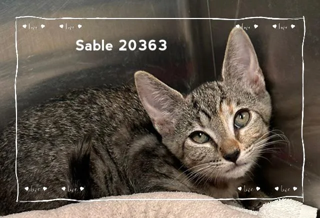 A baby medium-sized female Tabby (Brown / Chocolate) Domestic Short Hair cat named Sable for adoption in Marietta, GA