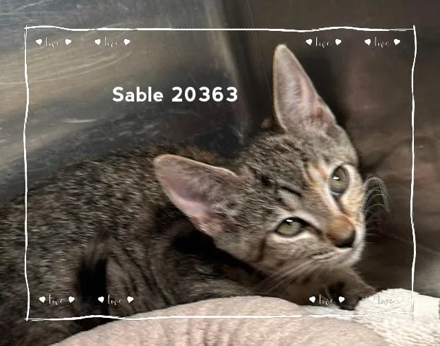 Sable thumbnail 3