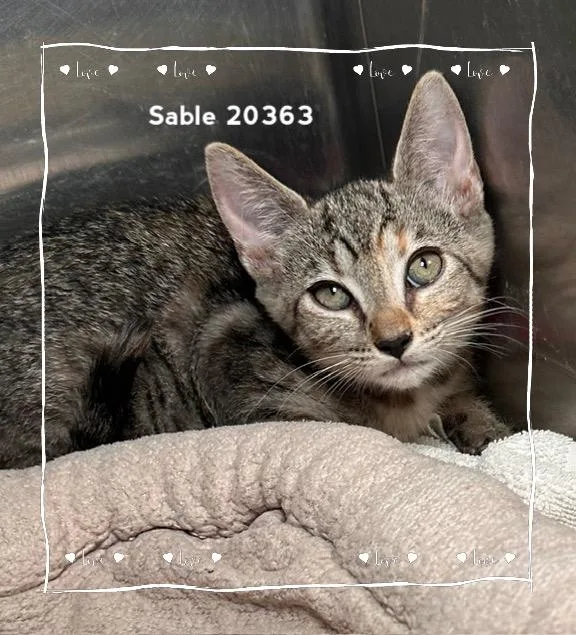 Sable thumbnail 4