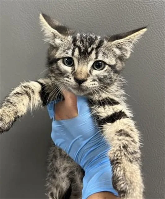 A baby small-sized female Domestic Short Hair cat named Miso for adoption in San Bernardino, CA