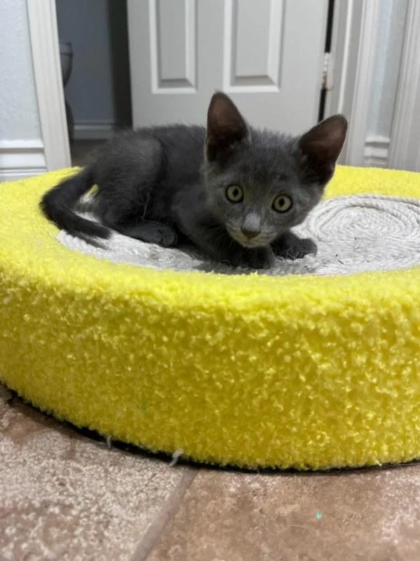 A baby small-sized male Russian Blue cat named Bruno for adoption in Bonsall, CA