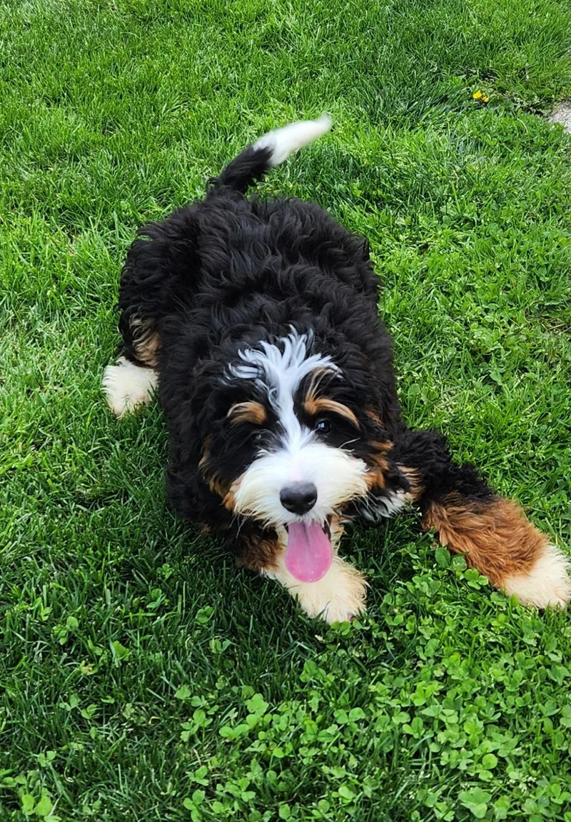 A baby medium-sized male Tricolor (Brown, Black, & White) Bernedoodle dog named Mauro And  Siblings for adoption in Smithfield, PA