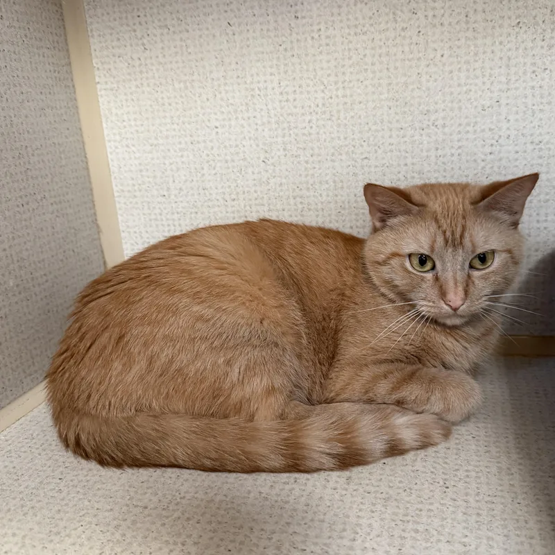 A young medium-sized female Orange / Red Domestic Short Hair cat named Goldie for adoption in Hamilton, NJ