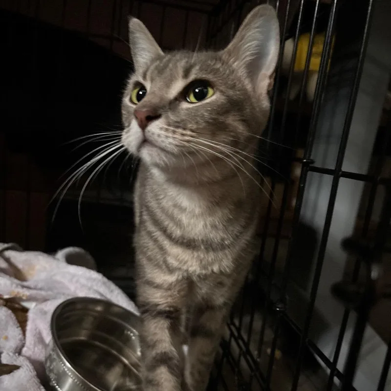 A young medium-sized female Brown / Chocolate Domestic Short Hair cat named Florence for adoption in Allentown, PA
