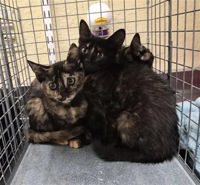 A baby small-sized female Domestic Short Hair cat named Liz for adoption in Fort Myers, FL