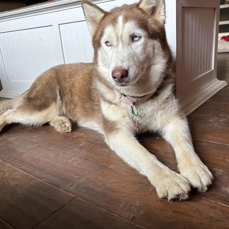 An adult medium-sized female Red / Chestnut / Orange Husky dog named Meadow for adoption in Springfield, MO