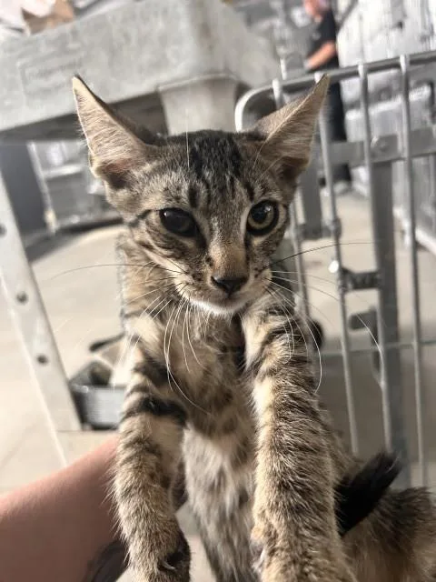A baby small-sized female Domestic Short Hair cat named Bianca for adoption in San Bernardino, CA