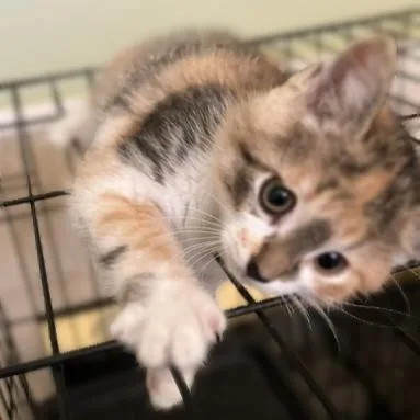 A baby medium-sized female American Bobtail cat named Buffy Vampireslayer for adoption in Houston, TX